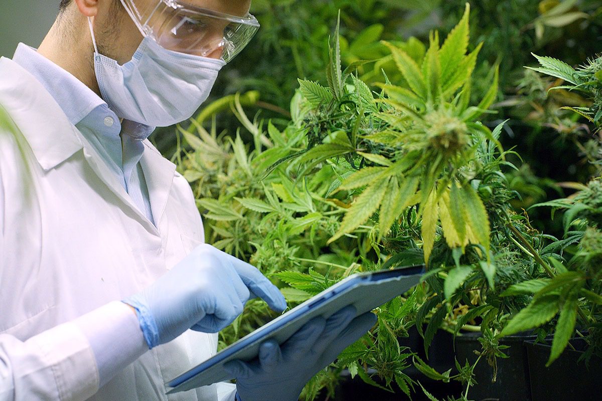 Cannabis Cultivation – Focus on Facilities and Equipment