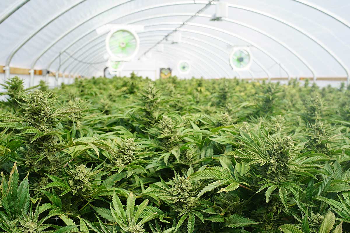 The Intersection of Cannabis and Construction Management: Part 4: Managing Inspections for Maximum Growth